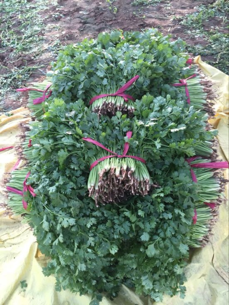 大叶香菜20~30厘米，种植面积大，质量好！