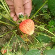 全明星草莓苗20~30cm