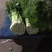 毛芹55cm以上