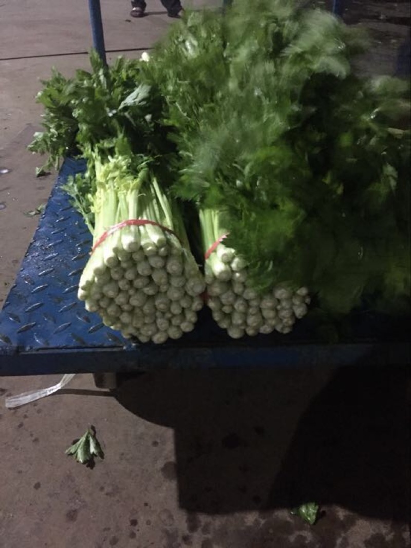 毛芹55cm以上