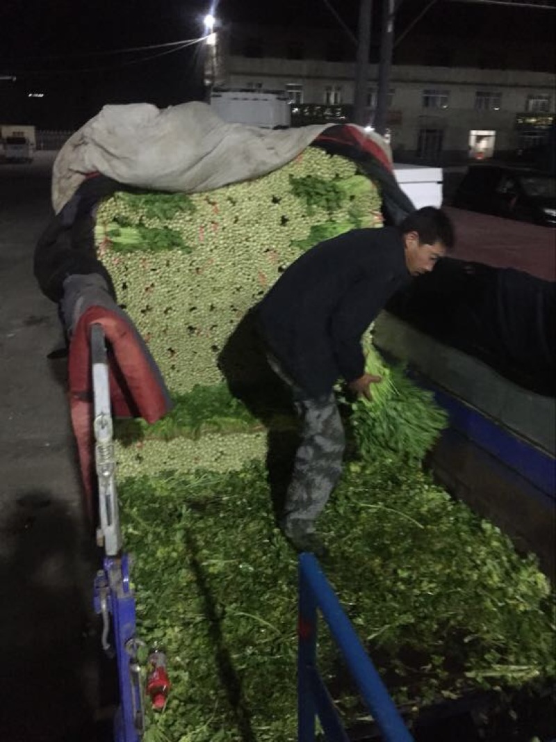 毛芹55cm以上