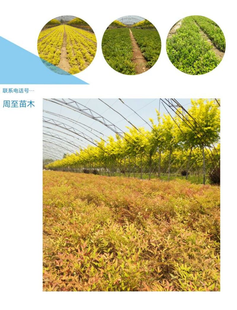南天竹50~80cm