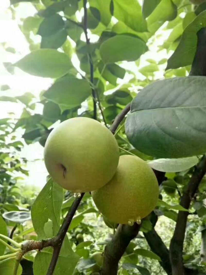 翠冠梨纸箱150~200g