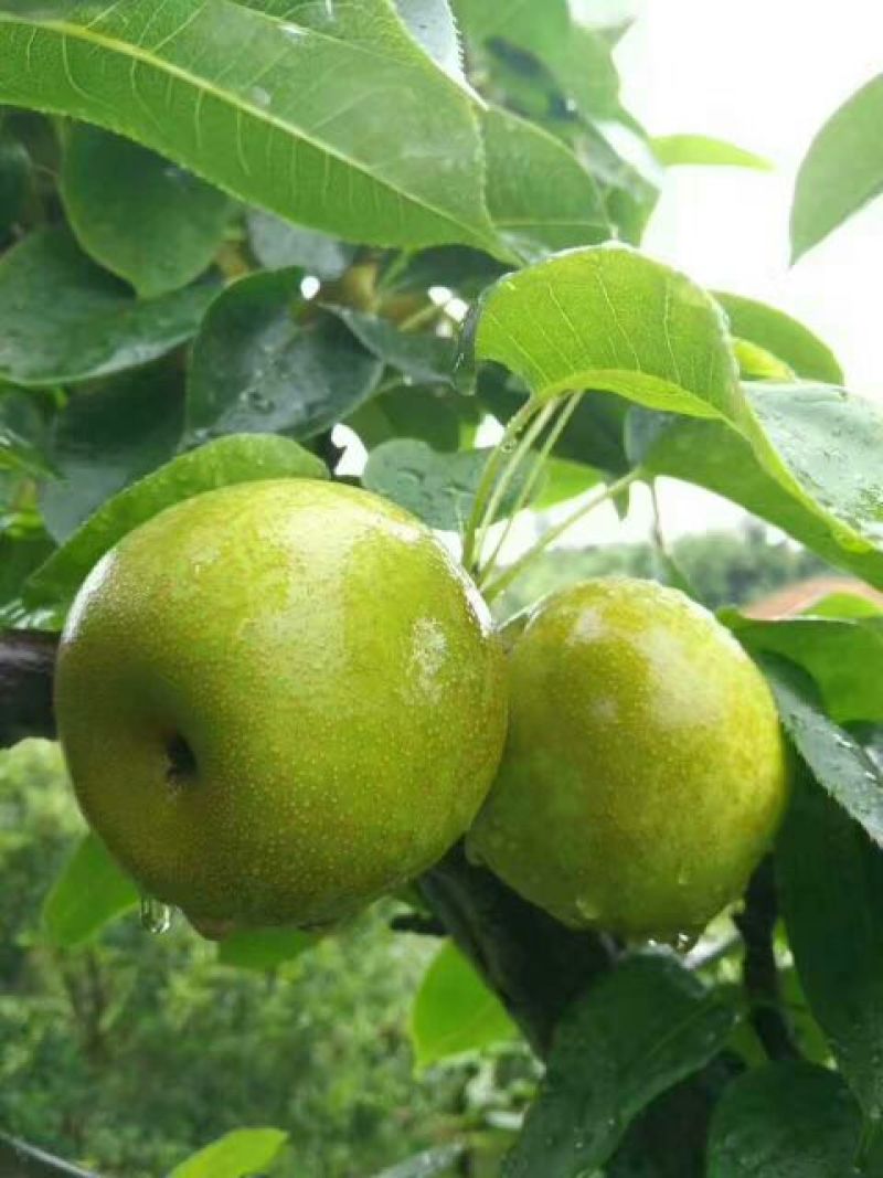 翠冠梨纸箱150~200g