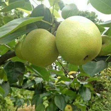 翠冠梨纸箱150~200g