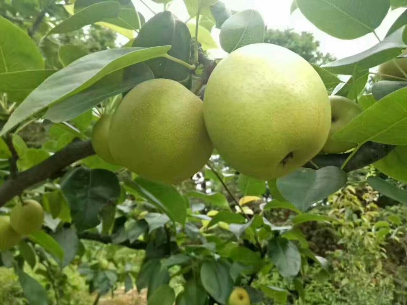 翠冠梨纸箱150~200g