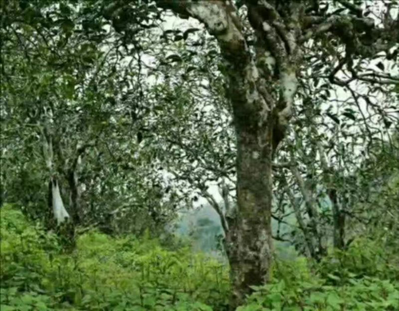 普洱茶特级