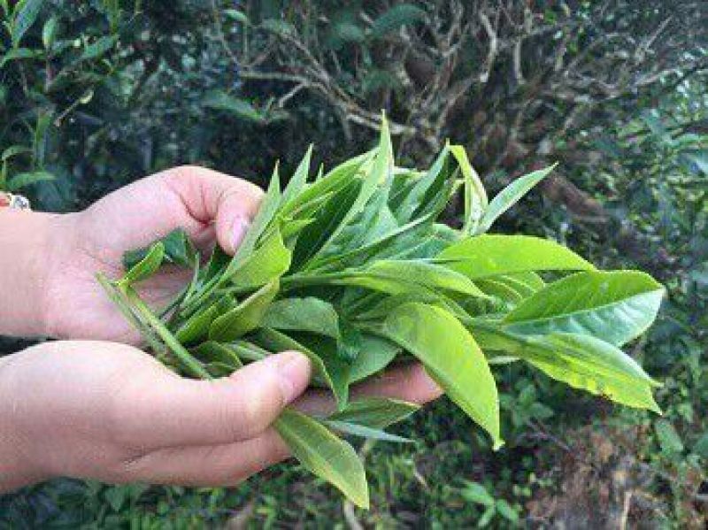 普洱茶特级