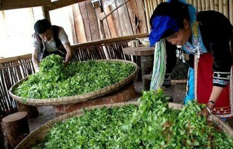 普洱茶特级