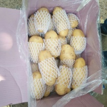 滕州土豆大量供应中4两以上货源充足市场货电商货