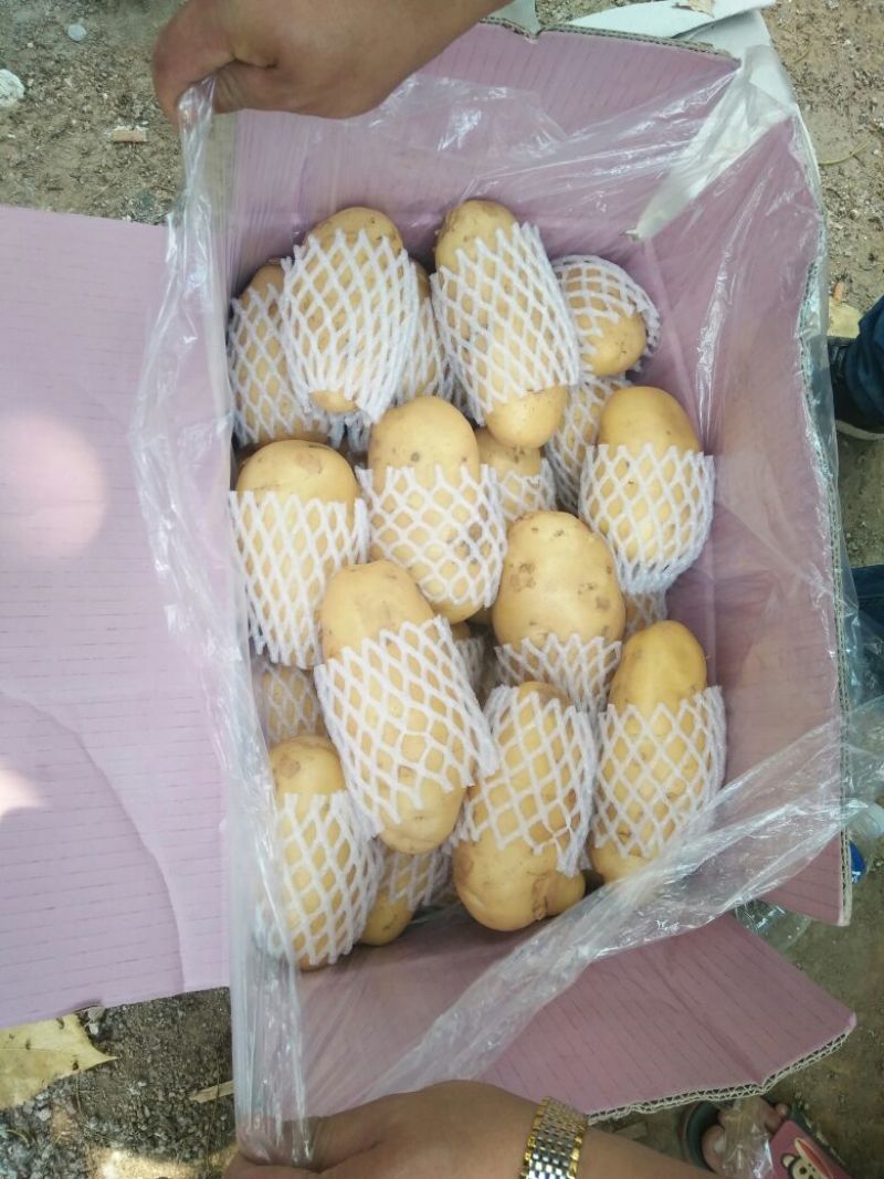 滕州土豆大量供应中4两以上货源充足市场货电商货