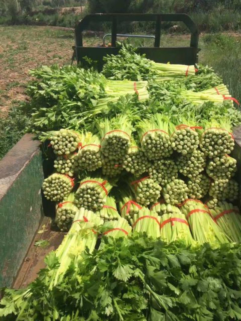 甘肃定西芹菜55cm以上