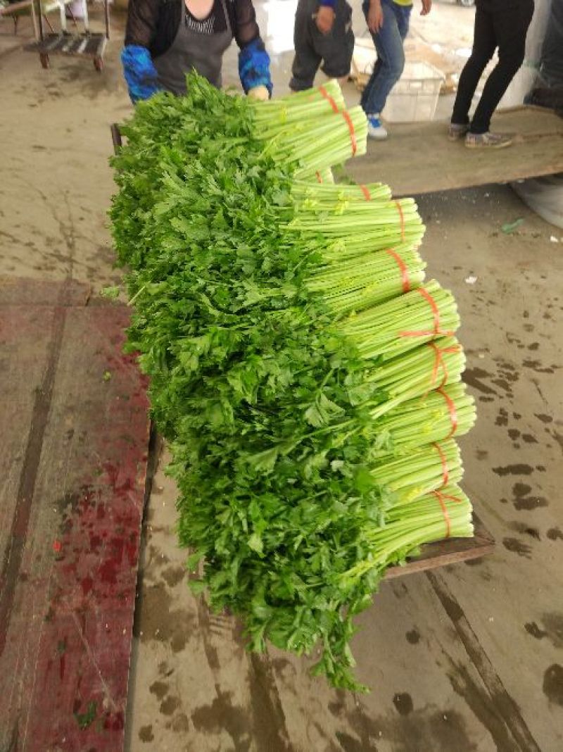 甘肃定西芹菜55cm以上
