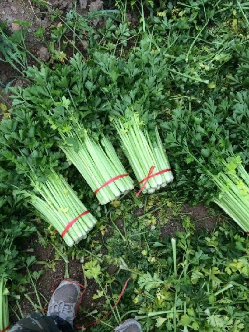 甘肃定西芹菜55cm以上