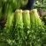 甘肃定西芹菜55cm以上