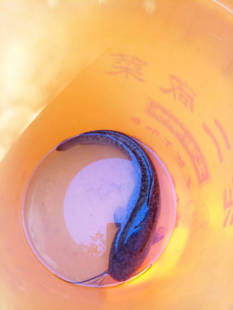胡子鲶食用