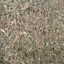 萹蓄萹蓄片子，干净无草