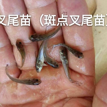 【鮰鱼苗】斑点叉尾鮰鱼苗~叉尾鱼苗批发~基地直供技术指导