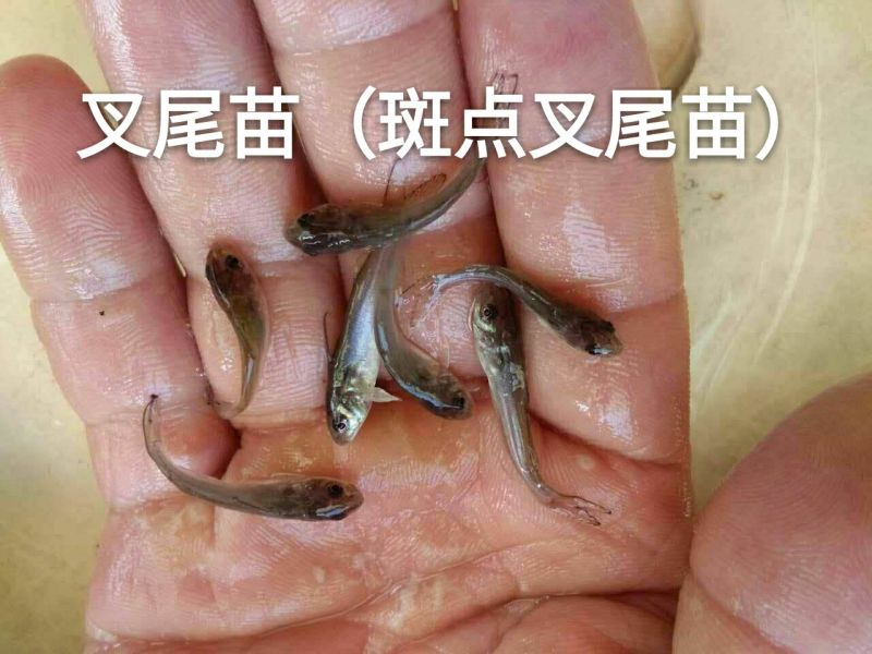 【鮰鱼苗】斑点叉尾鮰鱼苗~叉尾鱼苗批发~基地直供技术指导