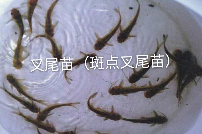 【鮰鱼苗】斑点叉尾鮰鱼苗~叉尾鱼苗批发~基地直供技术指导