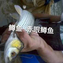 赤眼鳟鱼苗批发红眼鳟苗供应垂钓红眼鳟鱼苗技术指导