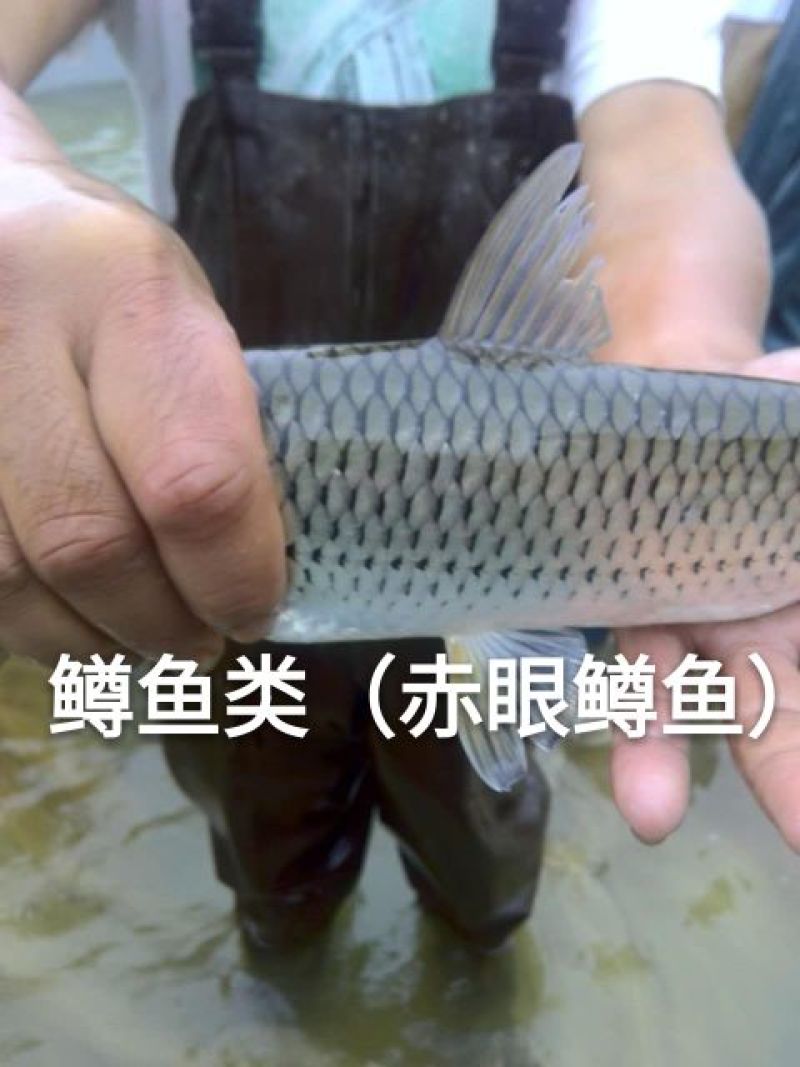 赤眼鳟鱼苗批发红眼鳟苗供应垂钓红眼鳟鱼苗技术指导