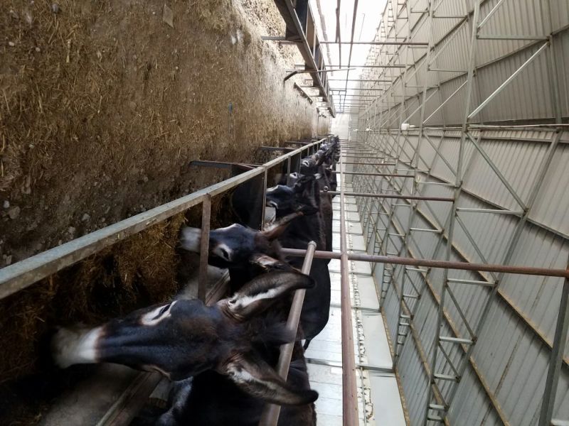 肉驴500斤以上