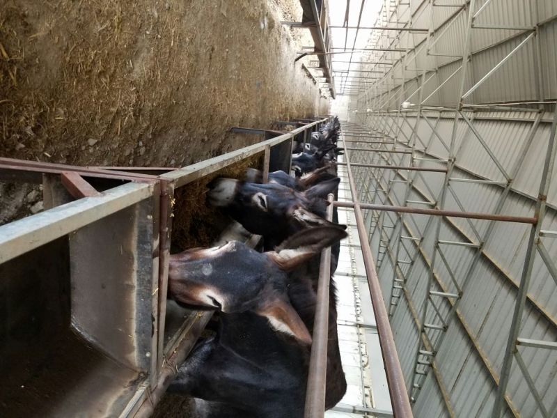 肉驴500斤以上