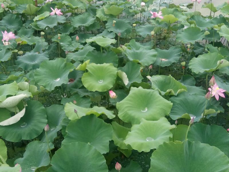 莲蓬8cm以上