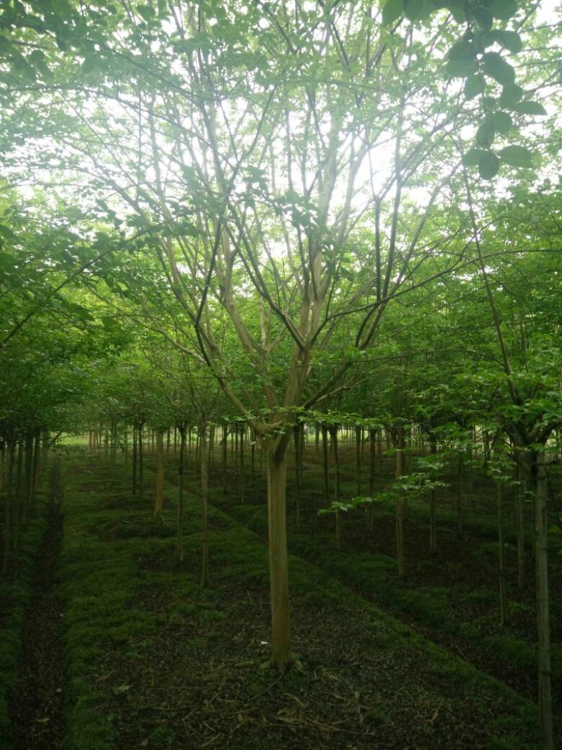 红花紫薇10~12cm3.5~4米3米以上