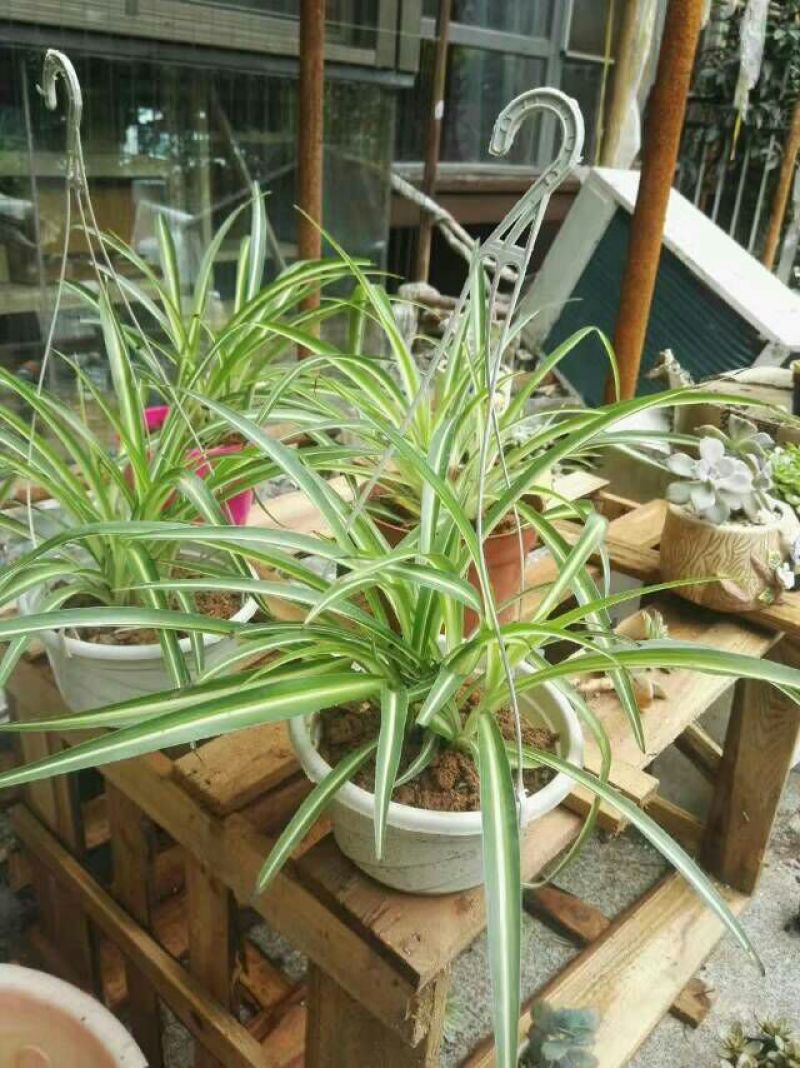 吊兰30~50cm金心金边青叶吊兰新房吸甲醛