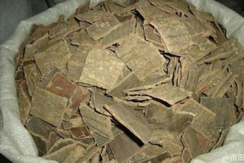 【精品】山东杜仲苗籽播10~20cm包成活
