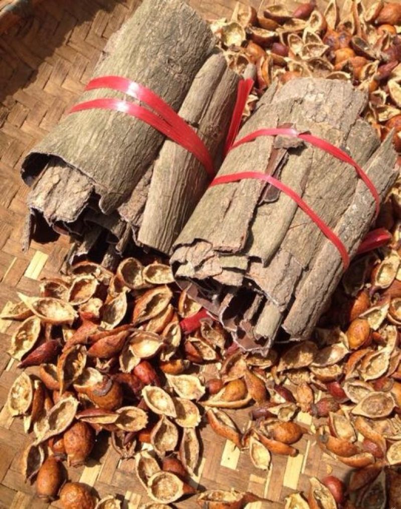 【精品】山东杜仲苗籽播10~20cm包成活