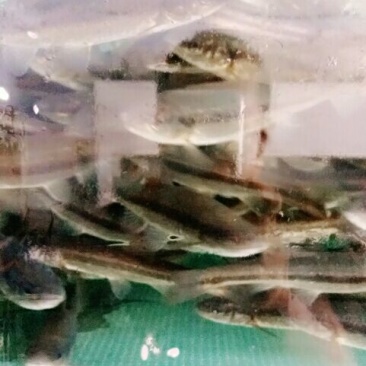 柳根鱼