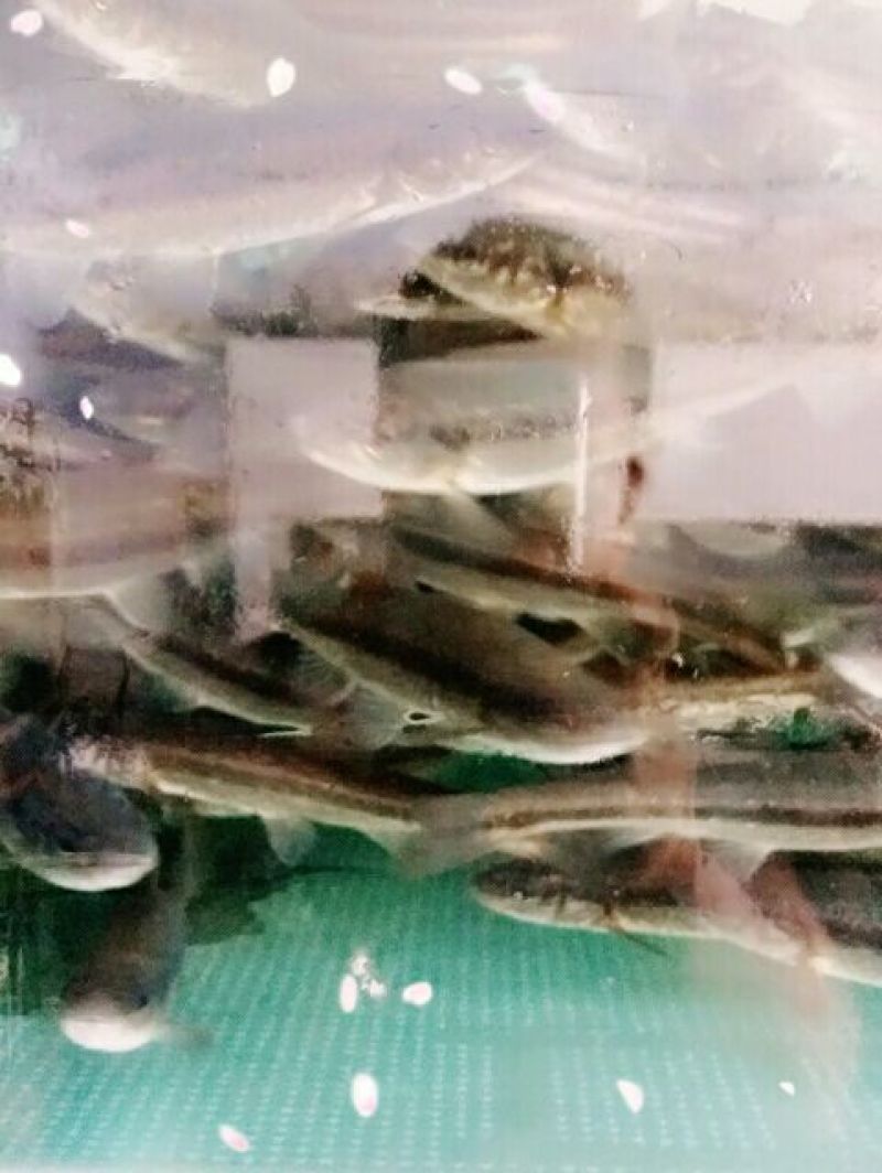 柳根鱼