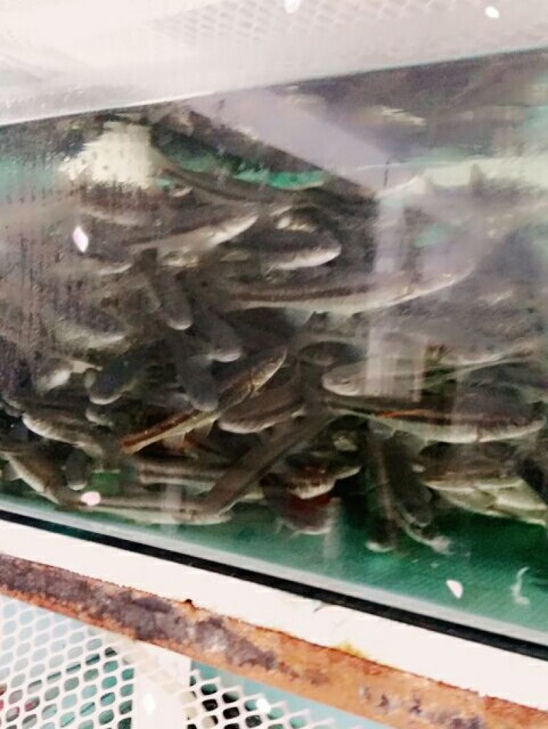 柳根鱼