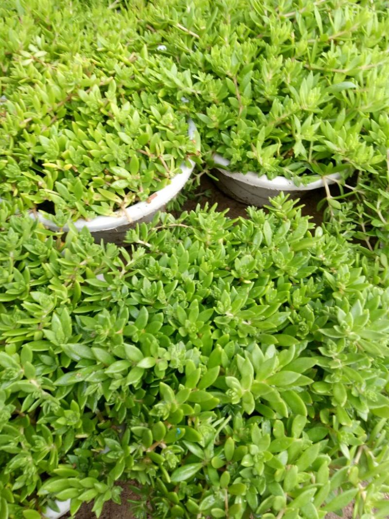 垂盆草有土有水就能长得很好，脱盆带土保鲜膜包好包邮