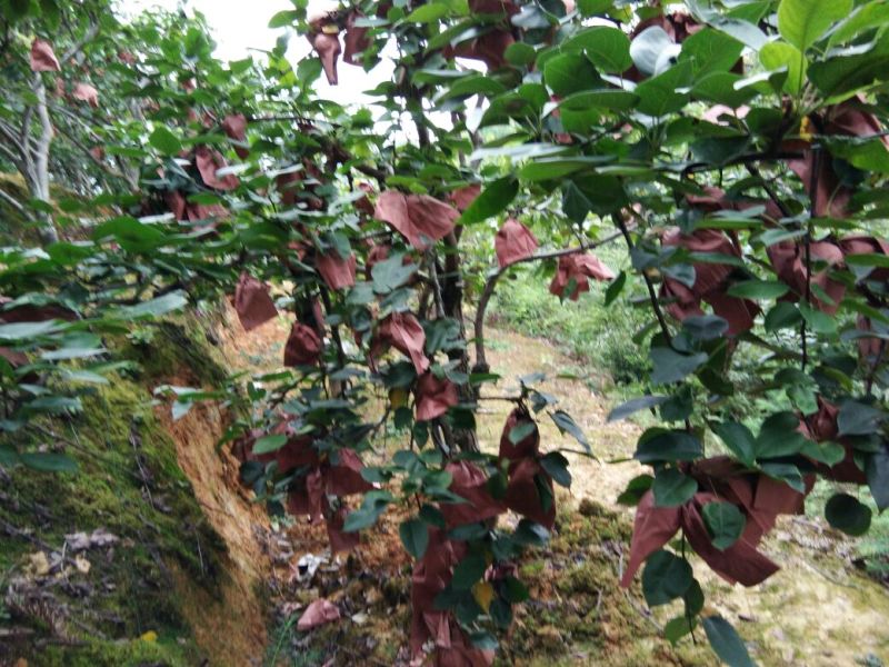 翠冠梨100~150g纸袋