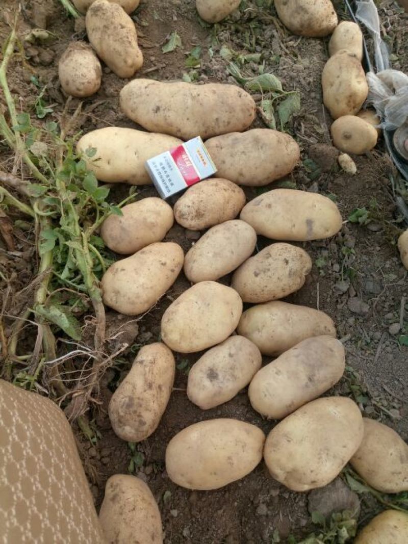 荷兰十五土豆通货2两以上