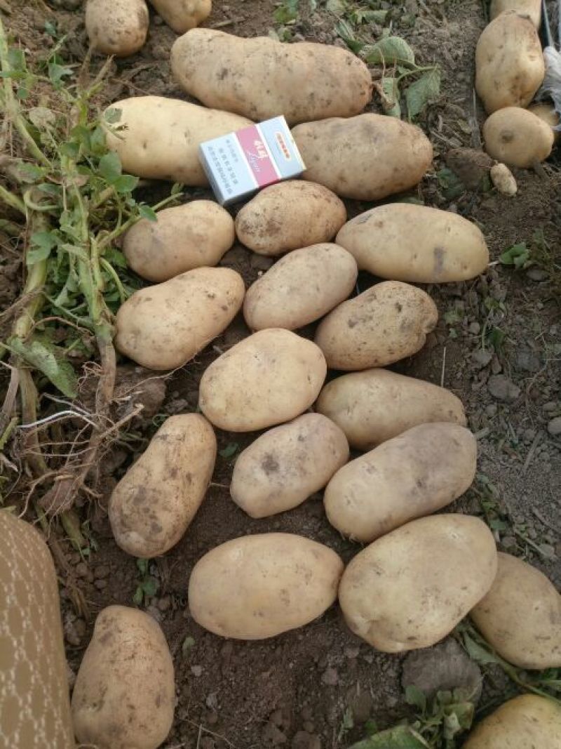 荷兰十五土豆通货2两以上