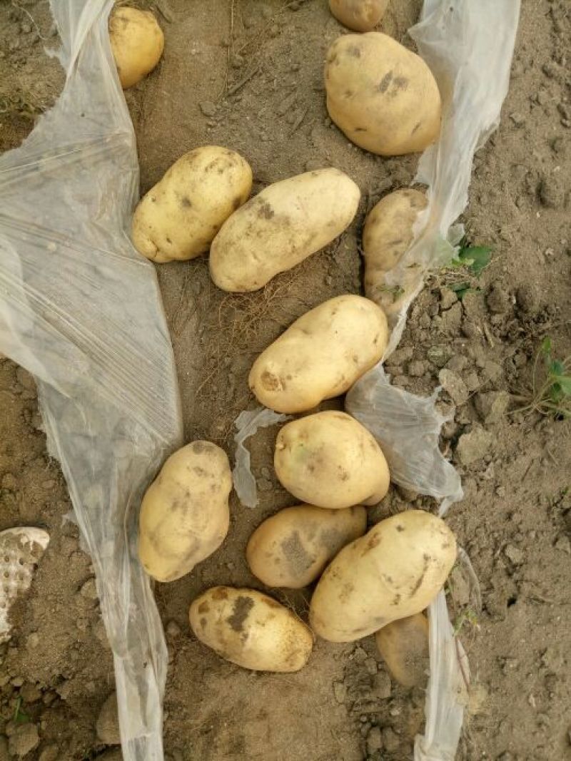 荷兰十五土豆通货2两以上