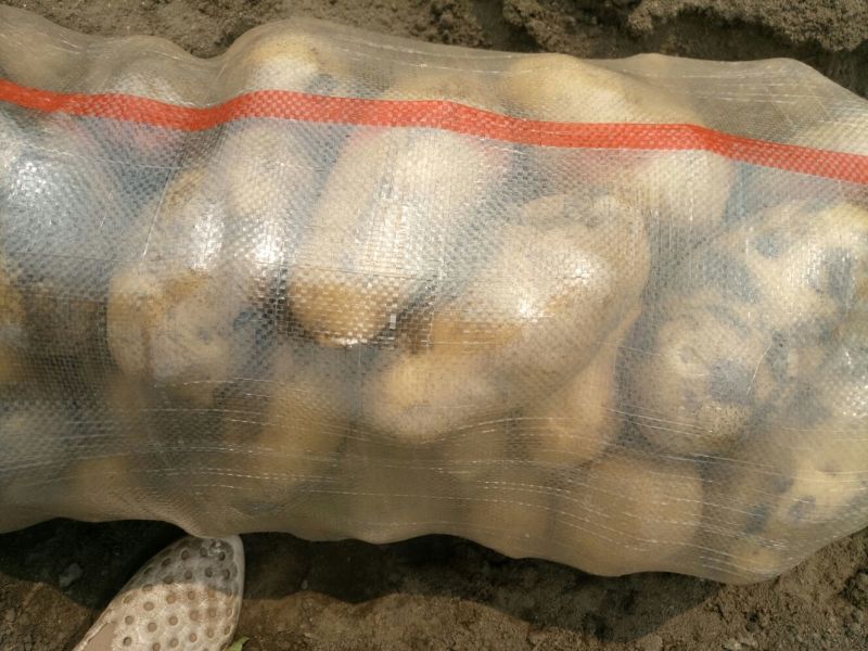 荷兰十五土豆通货2两以上