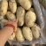 荷兰十五土豆通货2两以上