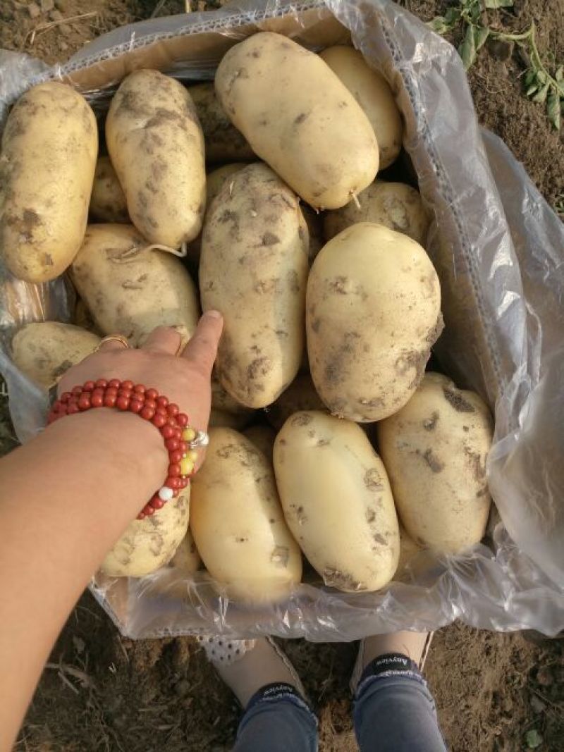 荷兰十五土豆通货2两以上