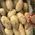 荷兰十五土豆通货2两以上