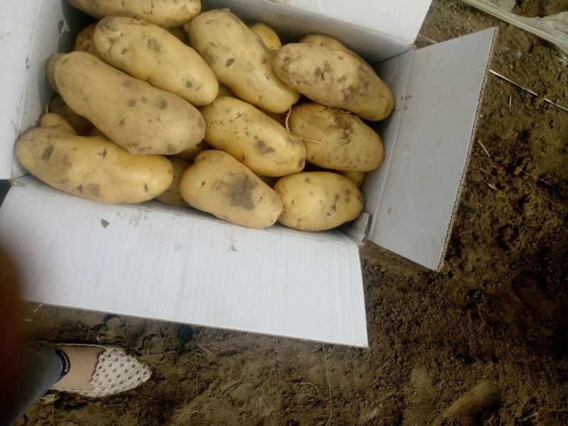荷兰十五土豆通货2两以上