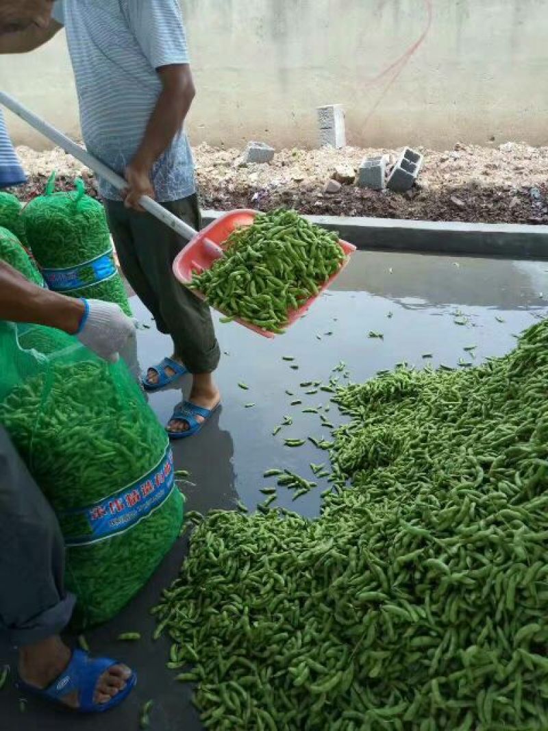 山东毛豆绿宝石.开心绿.翠绿宝货源充足大量有货批发市场