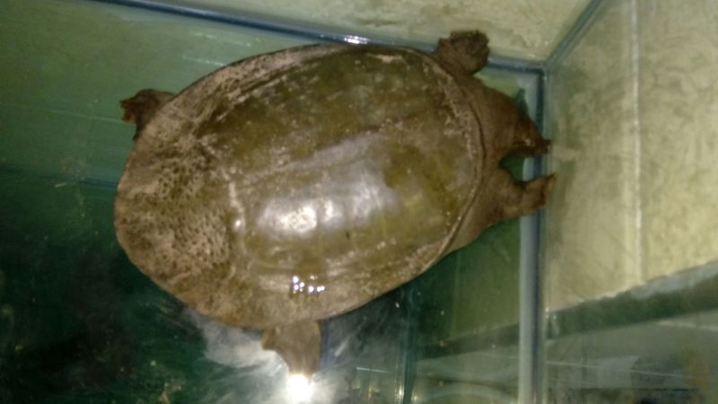 野生甲鱼1.5~2斤