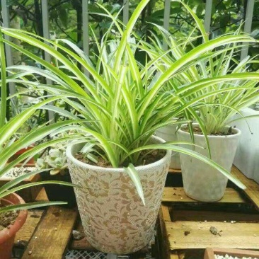 吊兰30cm以下