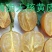 无核黄皮果苗鸡心黄皮/酸黄皮苗